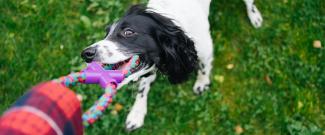 Dogs playing community lawn