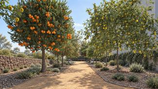 Rocky Ridge fruit tree orchard, citrus trees along a granite path
